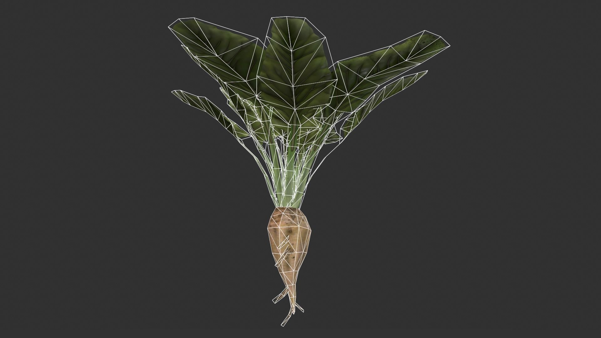 Sugar Beet Low-poly 3D model_10