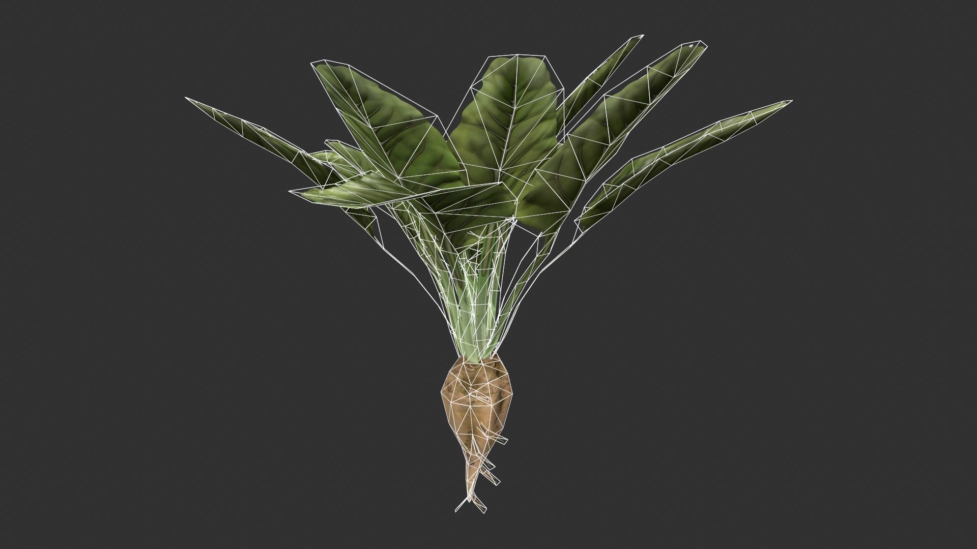 Sugar Beet Low-poly 3D model_8