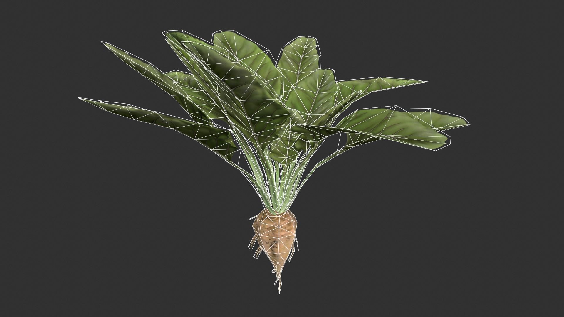 Sugar Beet Low-poly 3D model_2