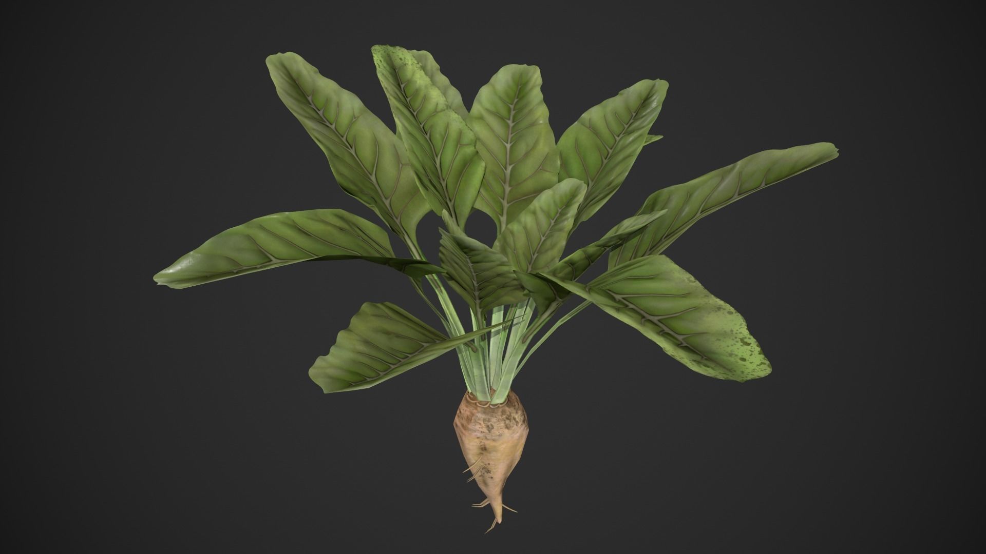 Sugar Beet Low-poly 3D model_3