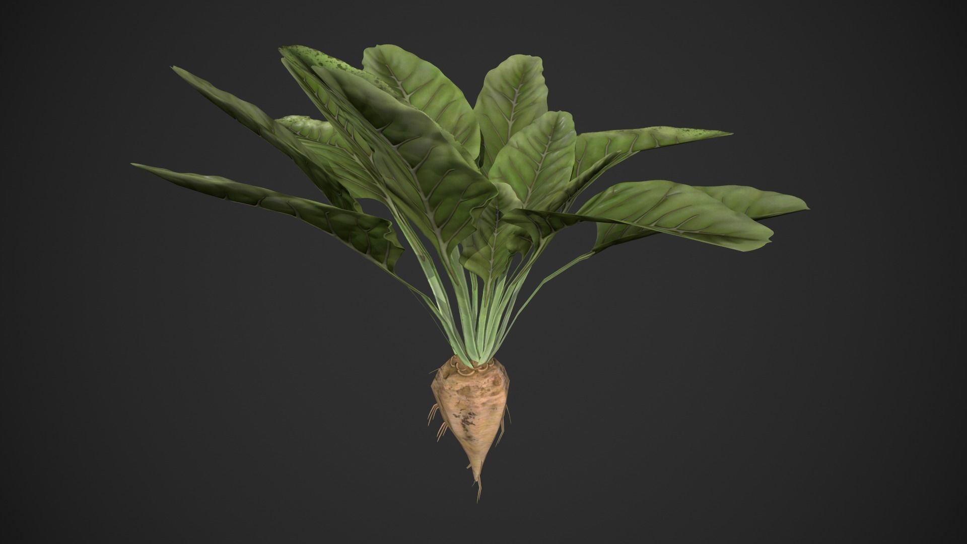 Sugar Beet Low-poly 3D model_1