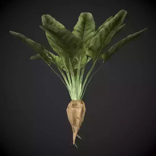 Sugar Beet