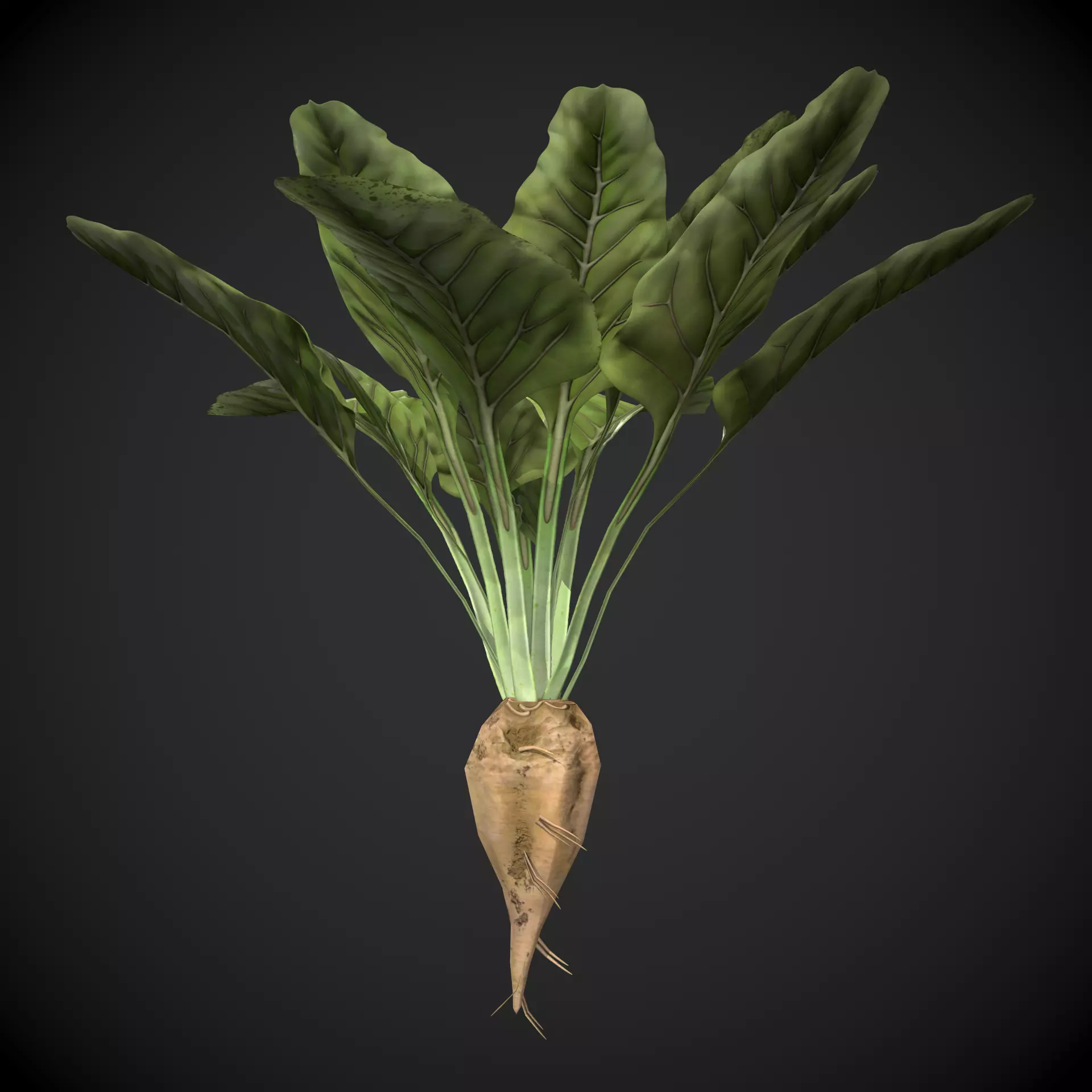 Sugar Beet Low-poly 3D model_0