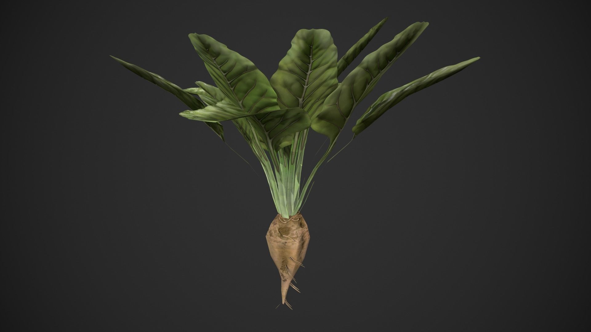 Sugar Beet Low-poly 3D model_7