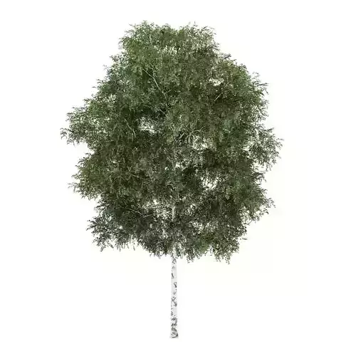 Silver Birch 5 Betula pendula 3D model