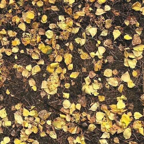 Autumn foliage material 03 3D model