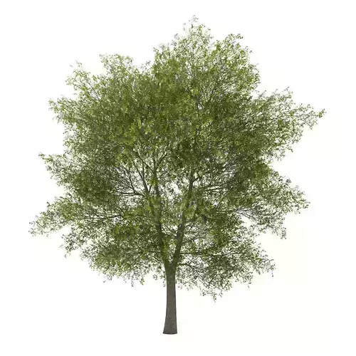Poplar 4 Populus 3D model