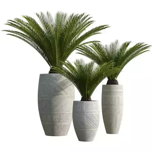 Cycas recoluta in concrete planters