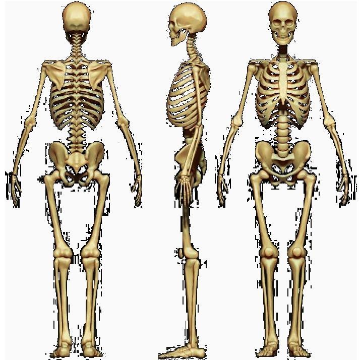 PS1 Style Lowpoly SKELETON Low-poly 3D model_4