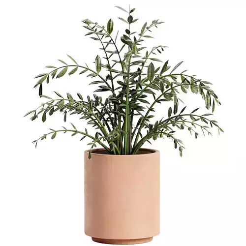 Terracotta Pot with plant