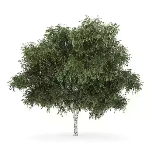 Silver Birch 4 Betula pendula