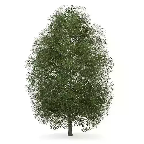Small-leaved Lime 1 Tilia cordata 3D model