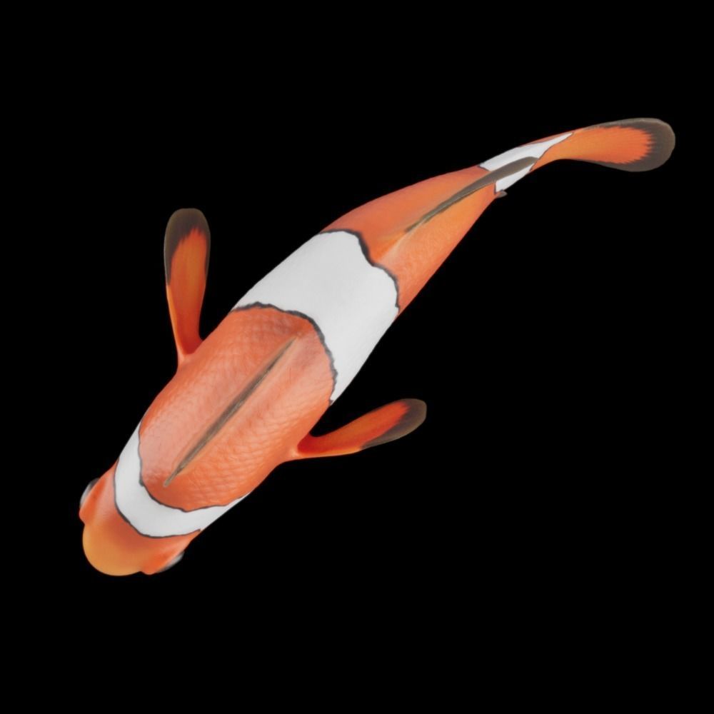 Cute Realistic Animation-Ready Clownfish 3D model_3