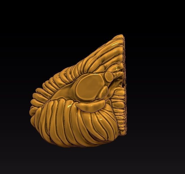 the cerebellar vermis 3D print model_1