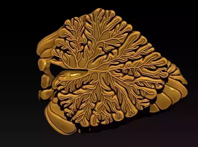 the cerebellar vermis 3D print model