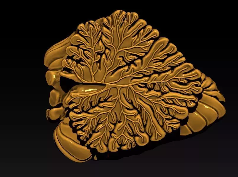 the cerebellar vermis 3D print model_0