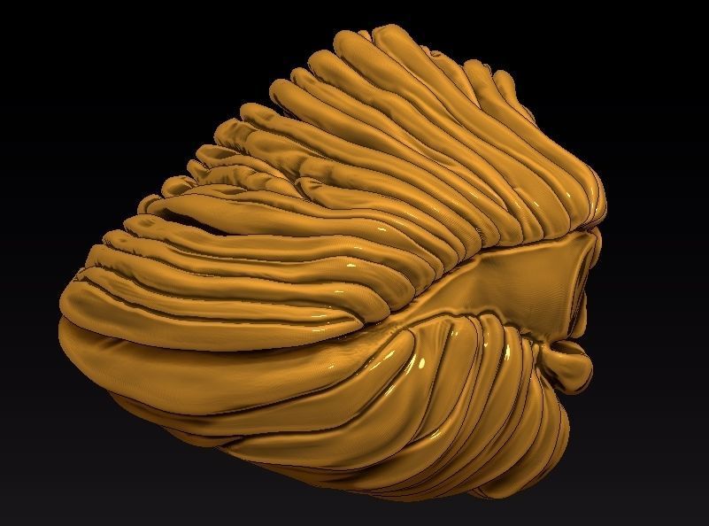 the cerebellar vermis 3D print model_2