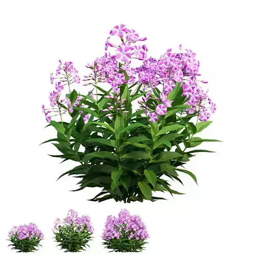 Phlox paniculata candy twist 03