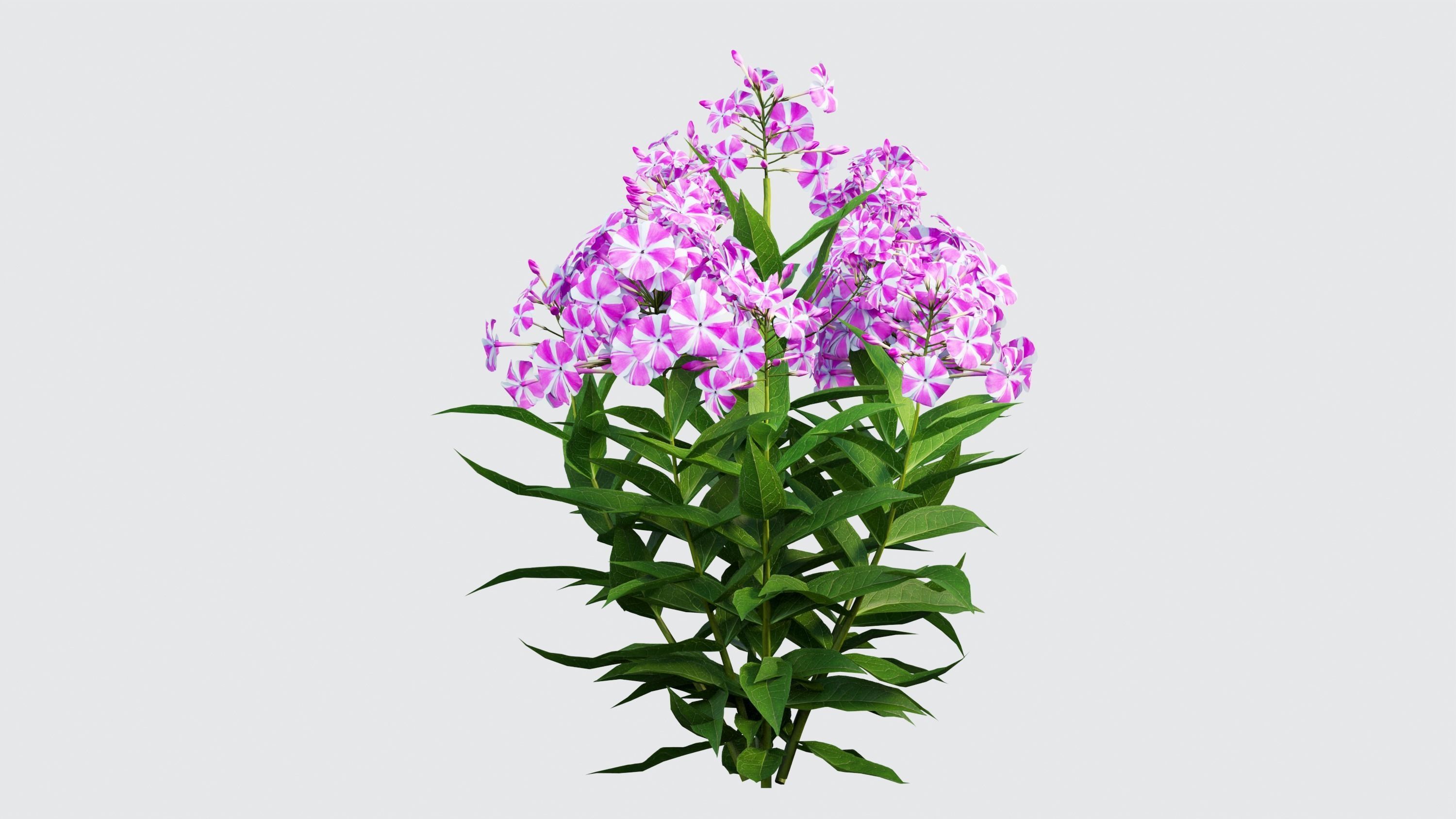 Phlox paniculata candy twist 04 3D model_7
