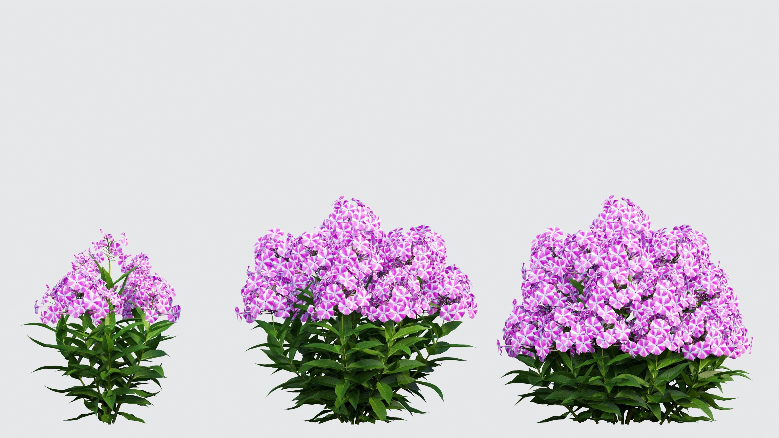 Phlox paniculata candy twist 04 3D model_3