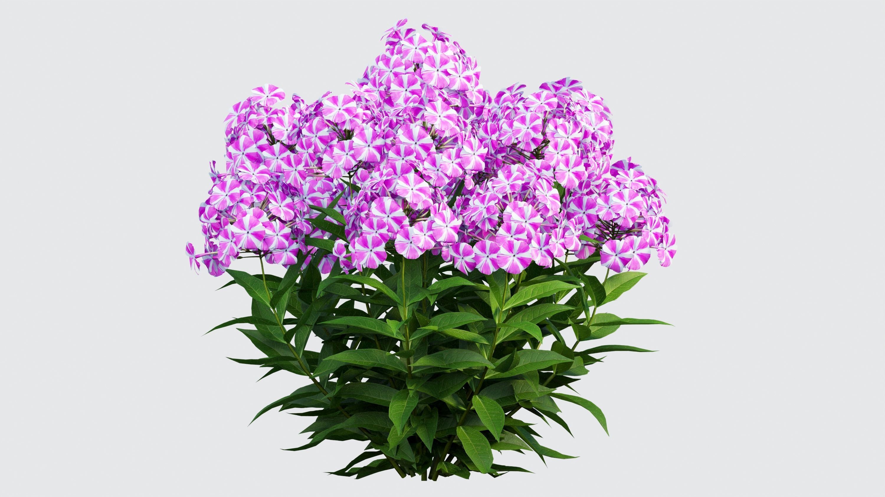 Phlox paniculata candy twist 04 3D model_6