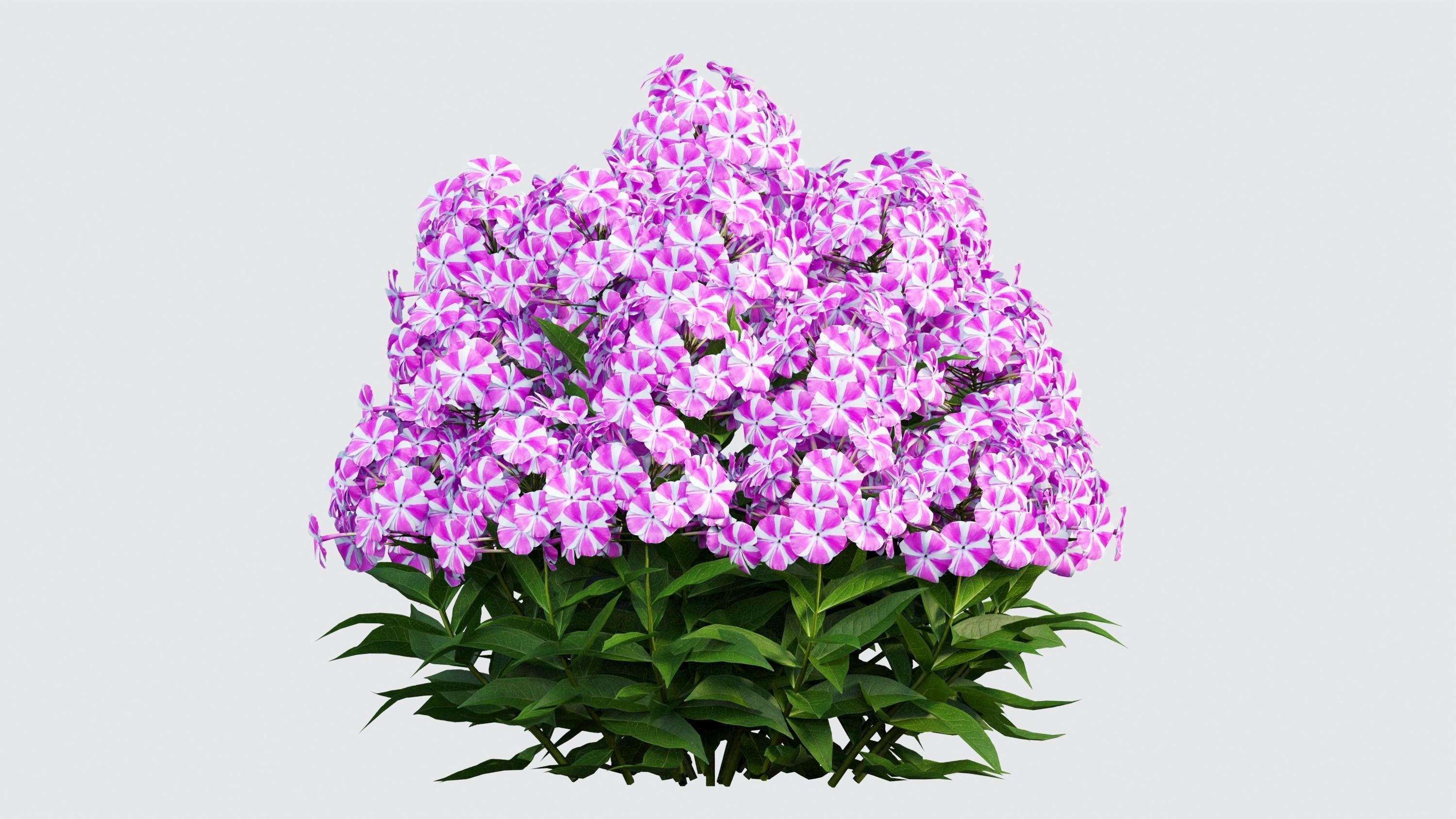 Phlox paniculata candy twist 04 3D model_5
