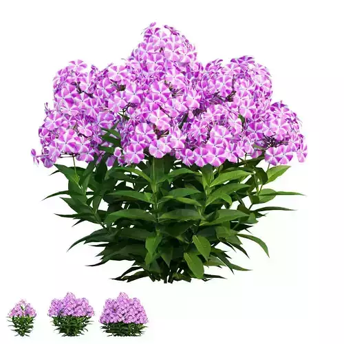 Phlox paniculata candy twist 04