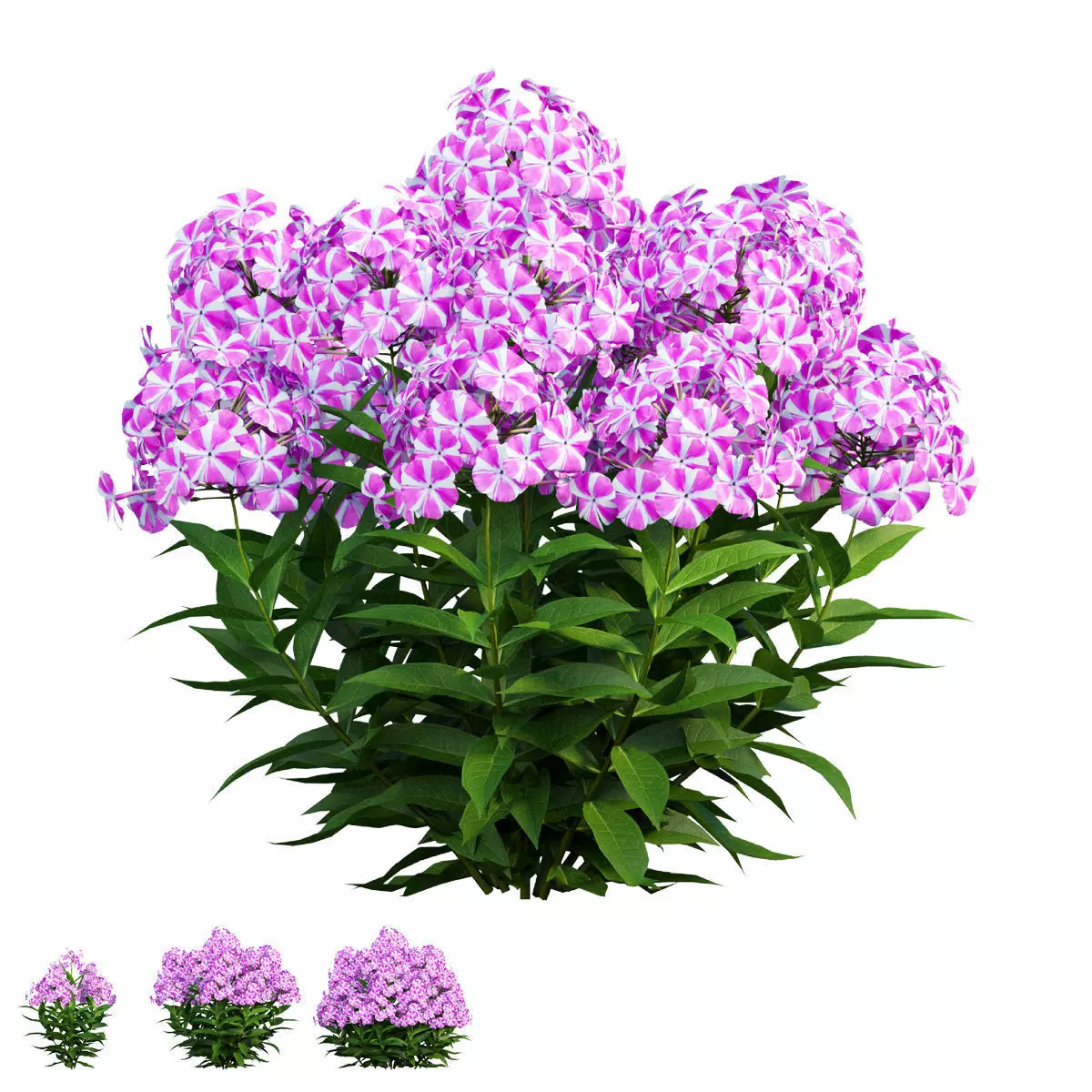 Phlox paniculata candy twist 04 3D model_0