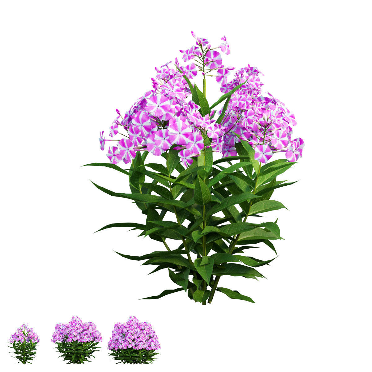 Phlox paniculata candy twist 04 3D model_2