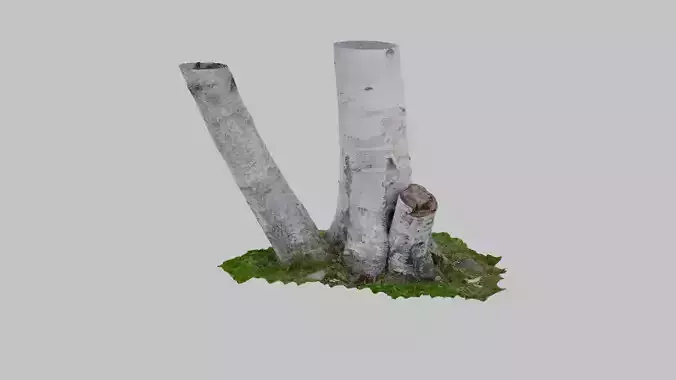 Birch Tree Trunk Pair - Photoscan 3D Model - Varying LOD Free 3D model