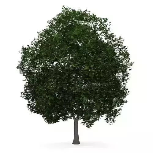 Horse Chestnut 3 Aesculus hippocastanum 3D model