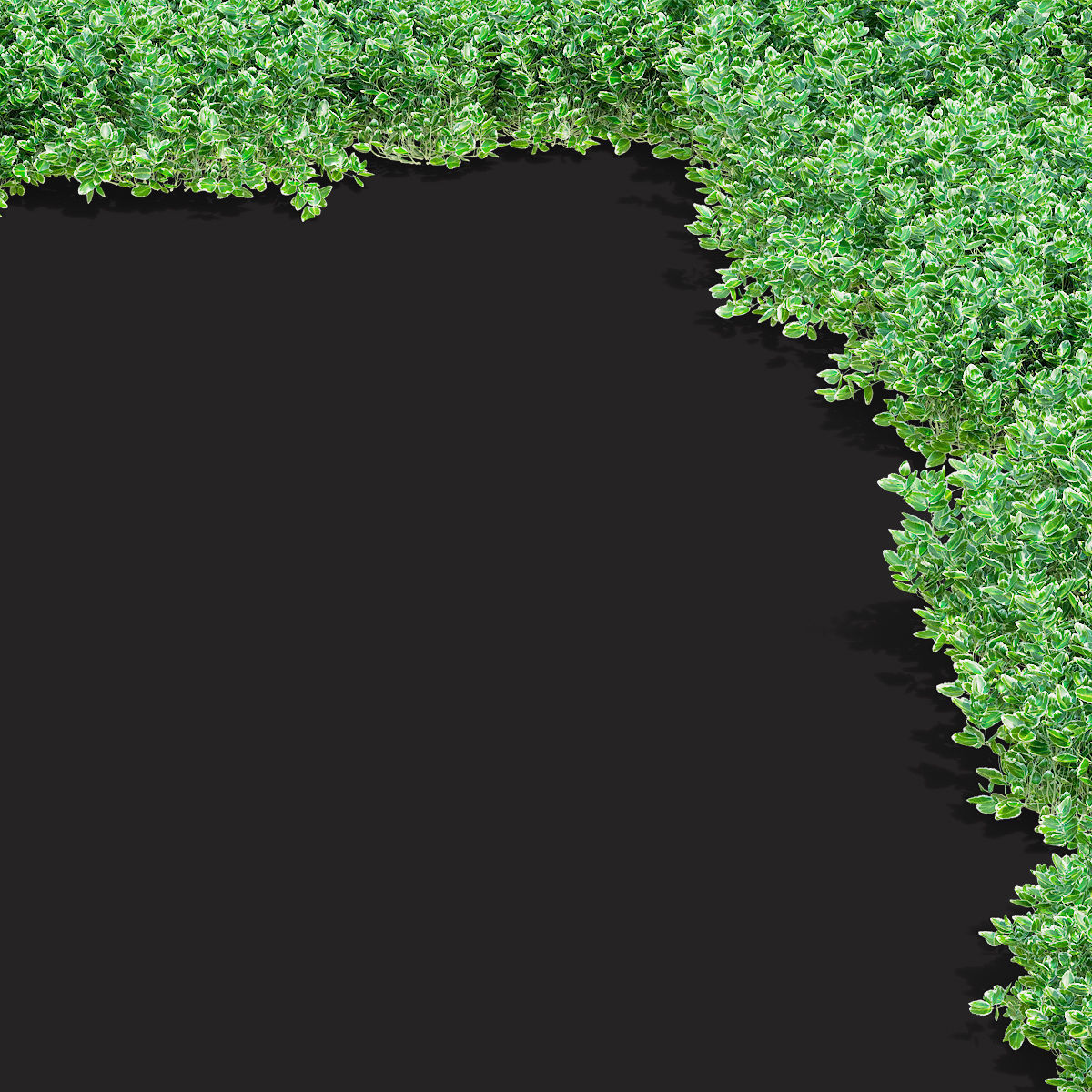 Euonymus Fortunei Emerald Gaiety 3D model_1