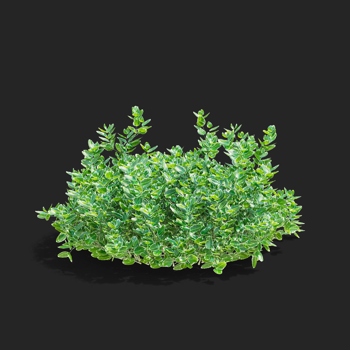 Euonymus Fortunei Emerald Gaiety 3D model_8