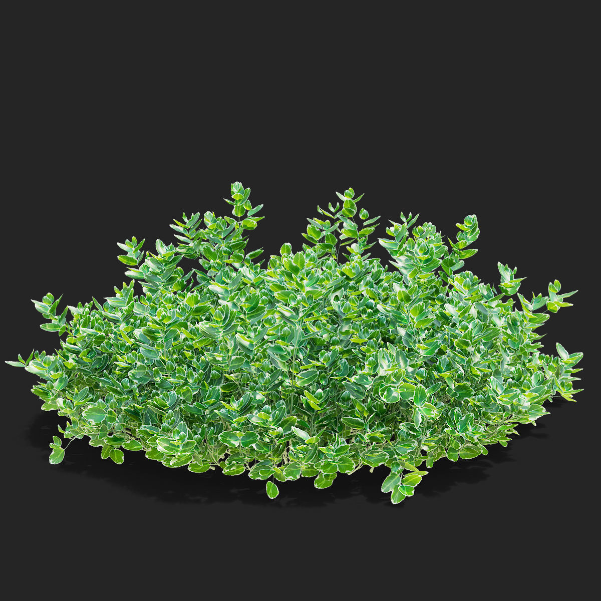 Euonymus Fortunei Emerald Gaiety 3D model_6
