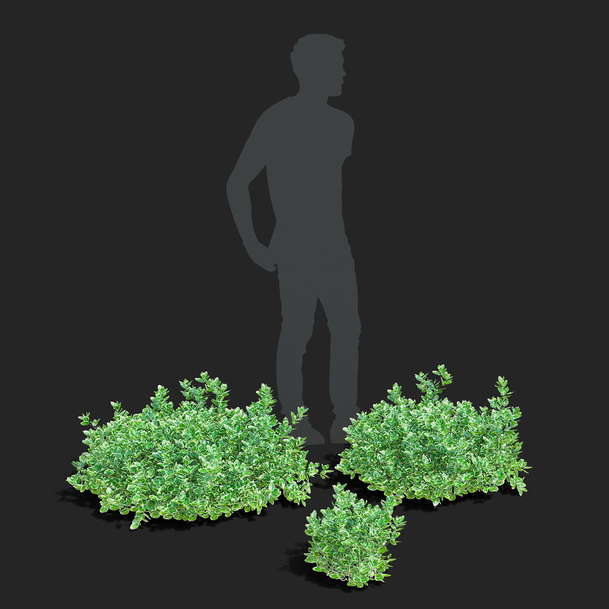 Euonymus Fortunei Emerald Gaiety 3D model_2