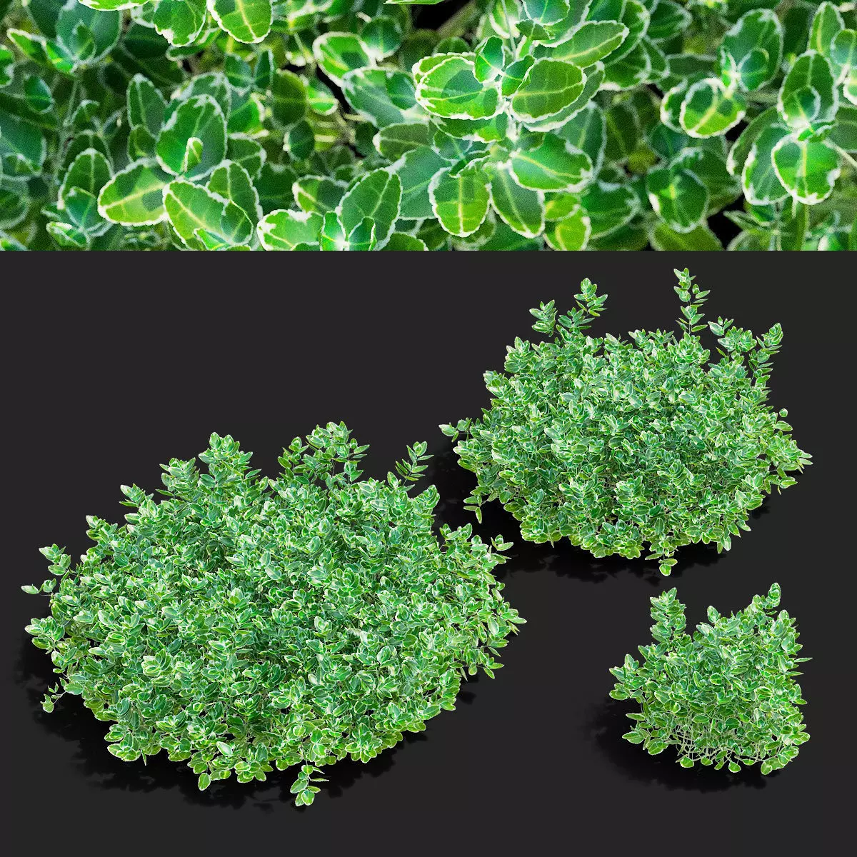 Euonymus Fortunei Emerald Gaiety 3D model_0