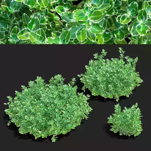 Euonymus Fortunei Emerald Gaiety