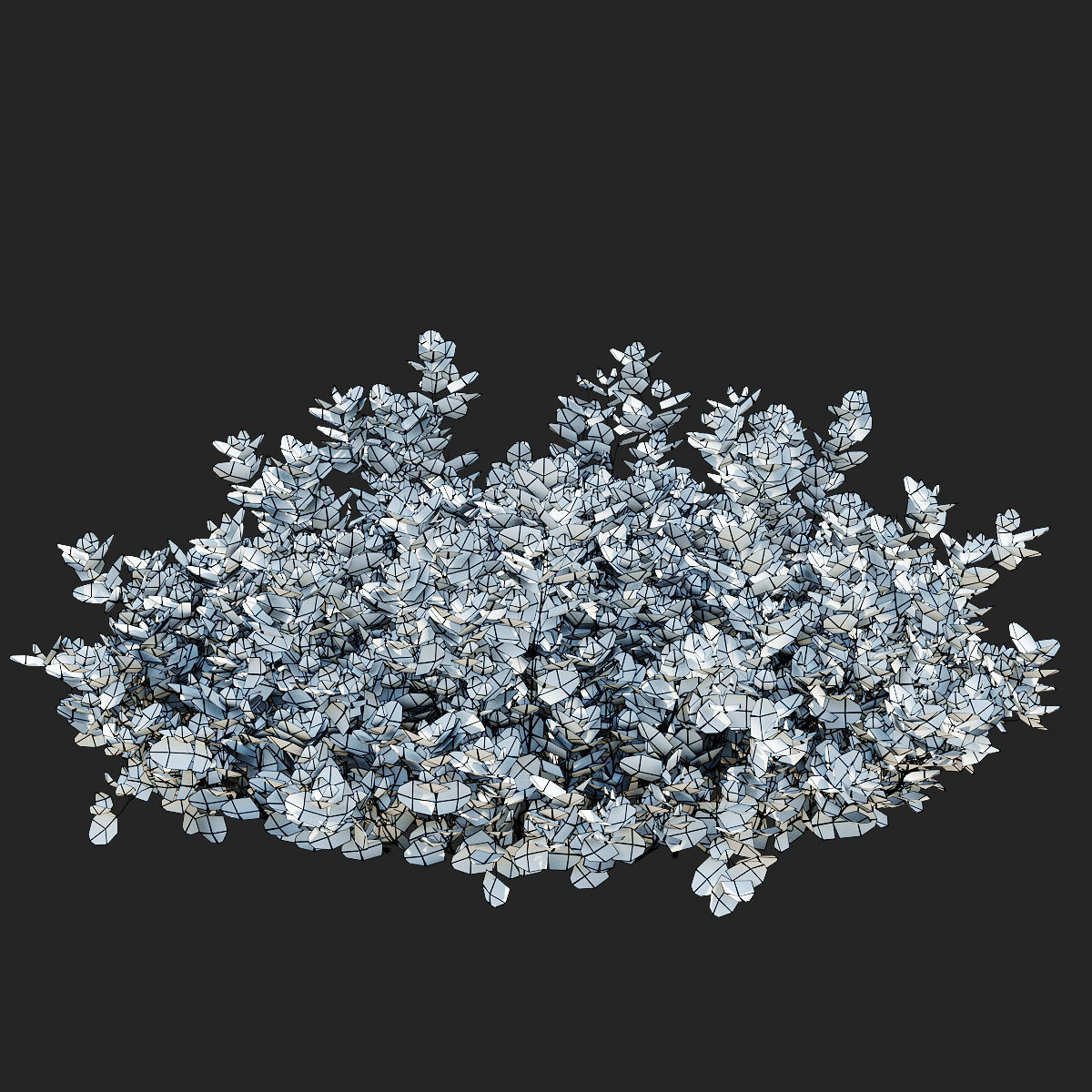 Euonymus Fortunei Emerald Gaiety 3D model_5