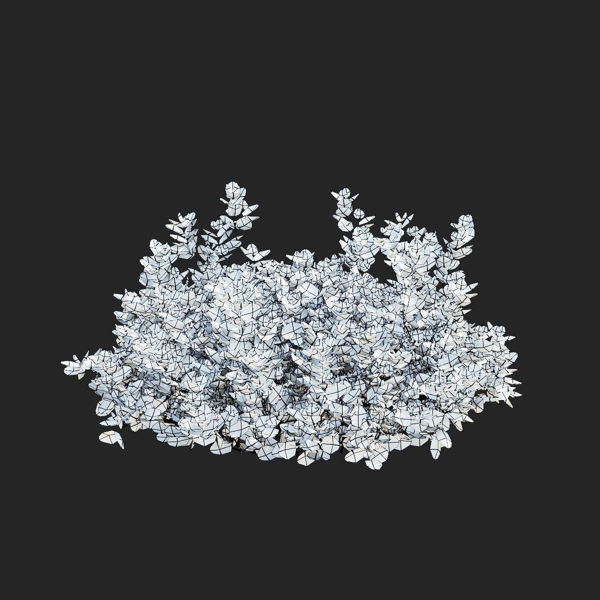 Euonymus Fortunei Emerald Gaiety 3D model_7