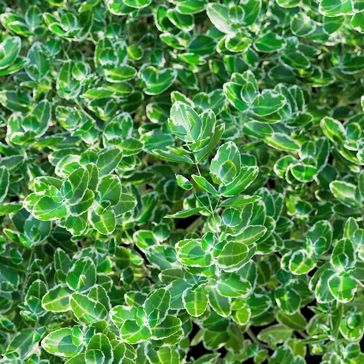 Euonymus Fortunei Emerald Gaiety 3D model_3