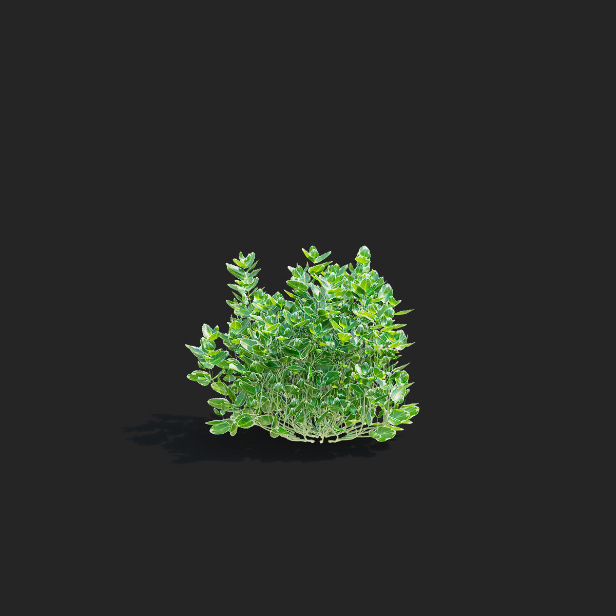 Euonymus Fortunei Emerald Gaiety 3D model_9