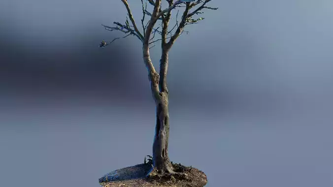 scantree01 dead tree 3D model