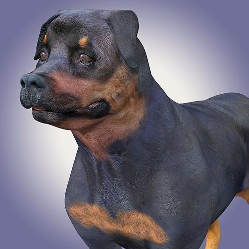 Rottweiler Dog Rig 3D model