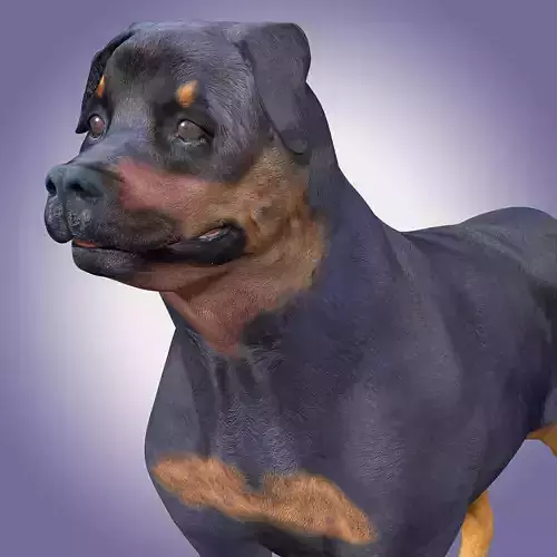 Rottweiler Dog Rig 3D model