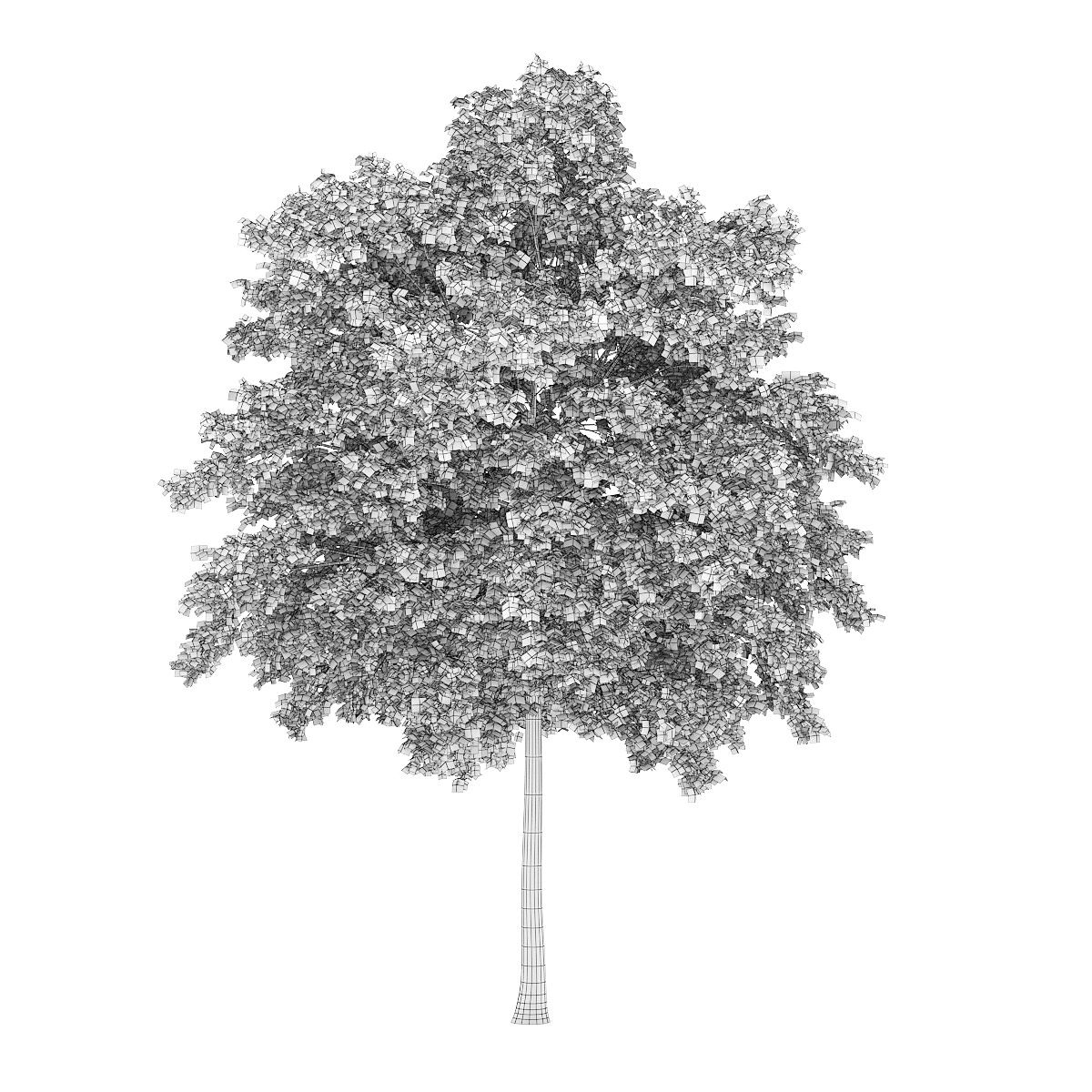 White Ash 3 Fraxinus americana 3D model_3