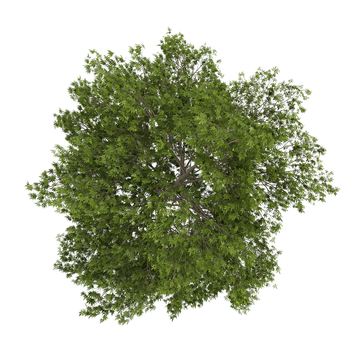 White Ash 3 Fraxinus americana 3D model_1
