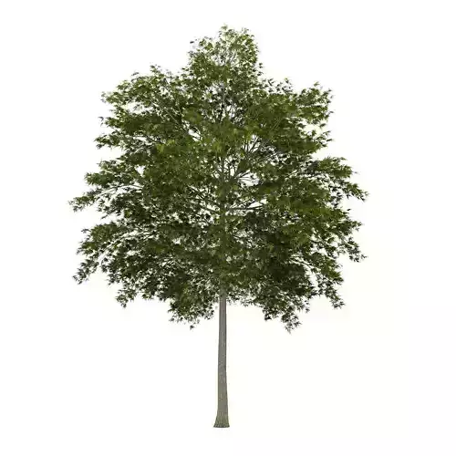 White Ash 3 Fraxinus americana