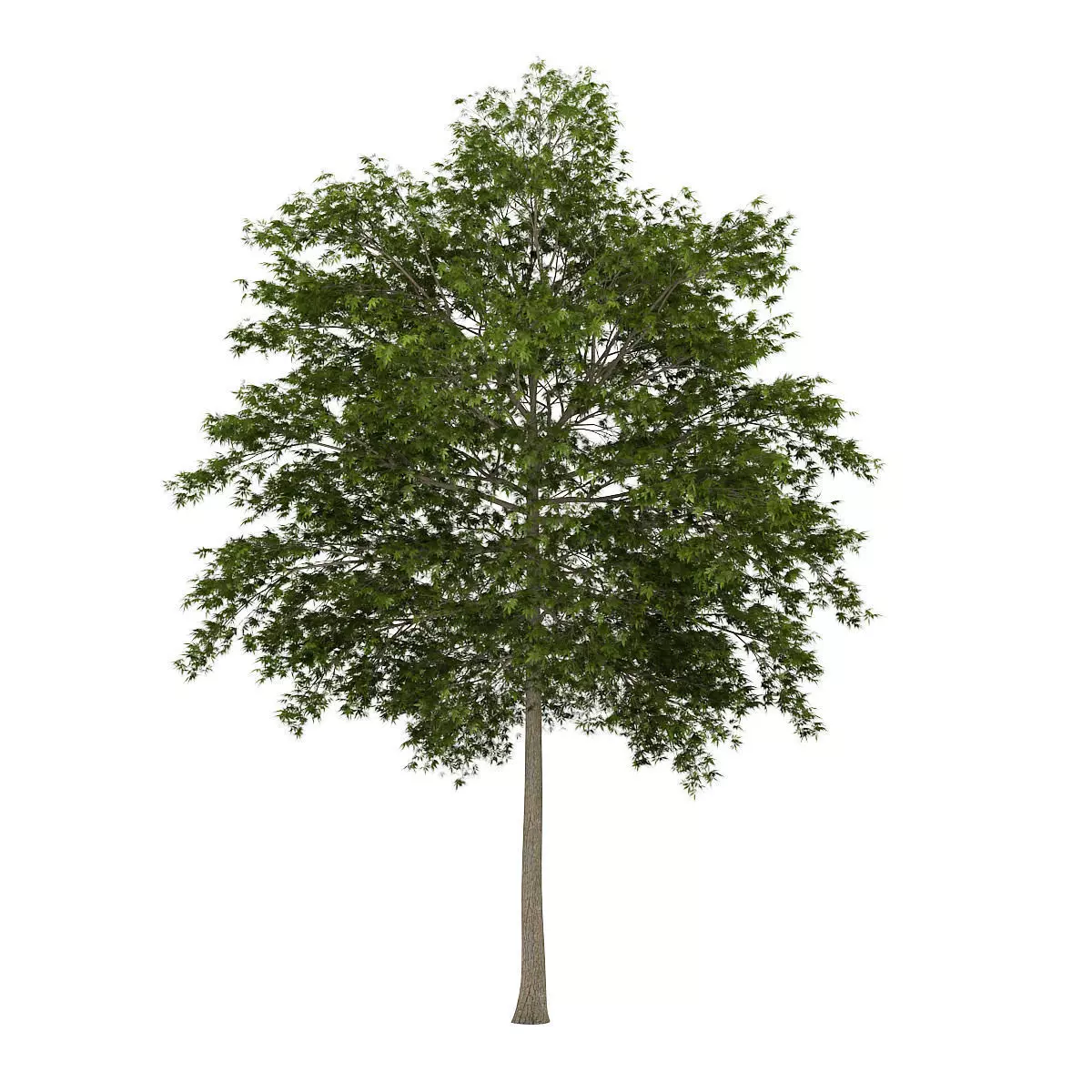White Ash 3 Fraxinus americana 3D model_0