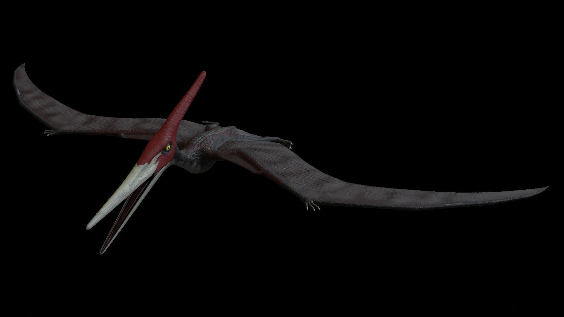 Pteranodon dinosaur with long beak Low-poly 3D model_3