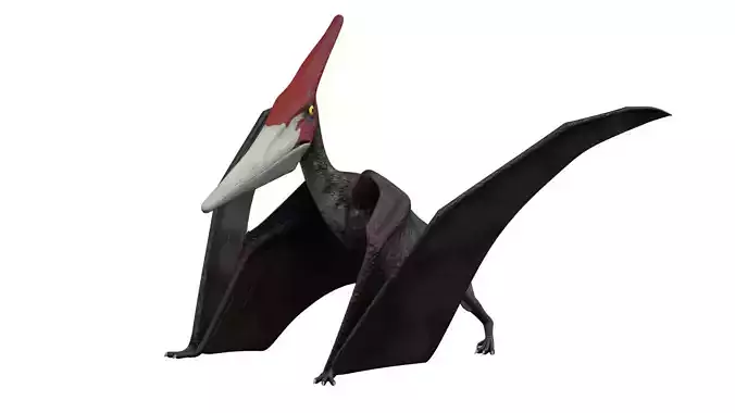 Pteranodon dinosaur with long beak Low-poly 3D model